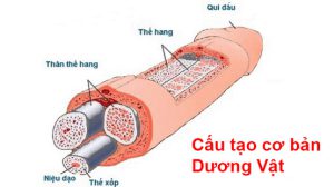 Máy tập tăng kích thước dương vật chuẩn như mong ước